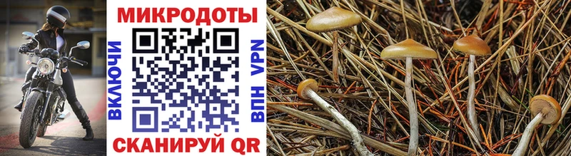Псилоцибиновые грибы Psilocybine cubensis  Полесск 